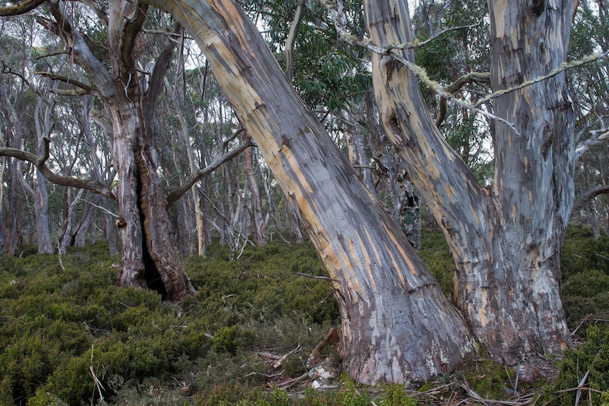 Forest at Tasmanian Land Conservancy’s Five Rivers Reserve