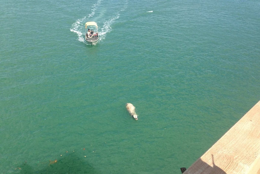 A male bovine in the sea.