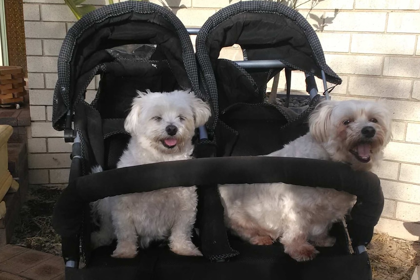 The white fluffy dogs sit in a twin stroller