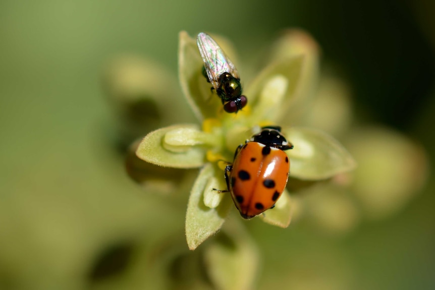 Close up of fly and ladybird on a flower