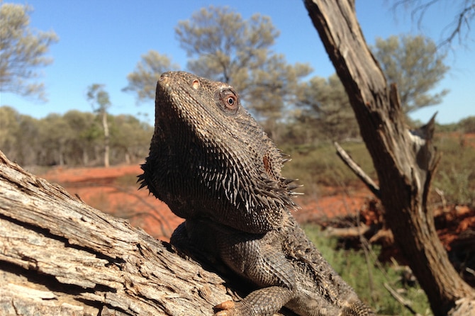 Australian Bearded Dragon Lizard climbing on a tree in the bush.