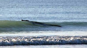 Crocodile surfing in waves of Broome's Cable Beach.