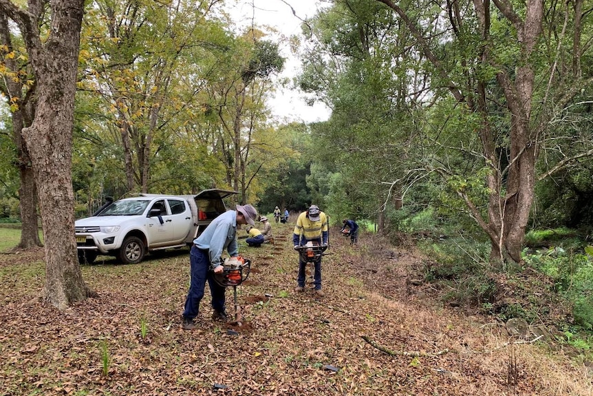 Regeneration team undertaking riparian planting by firstly drilling holes into ground.