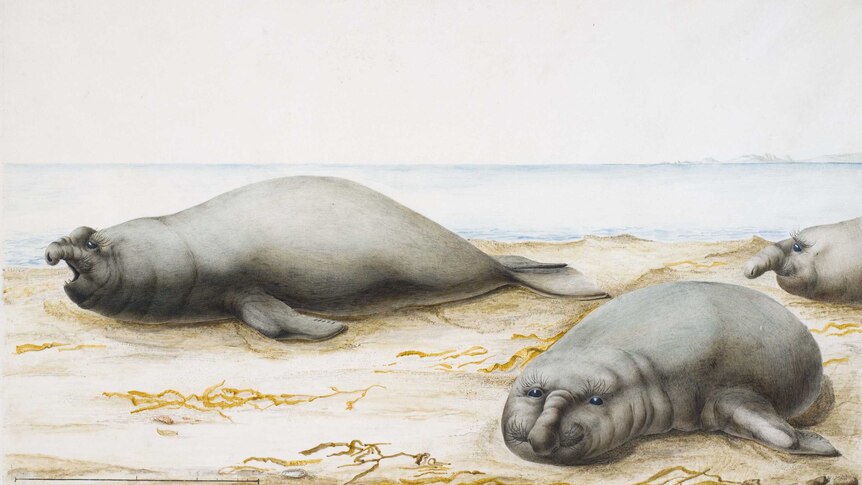 Watercolour of elephant seals on King Island