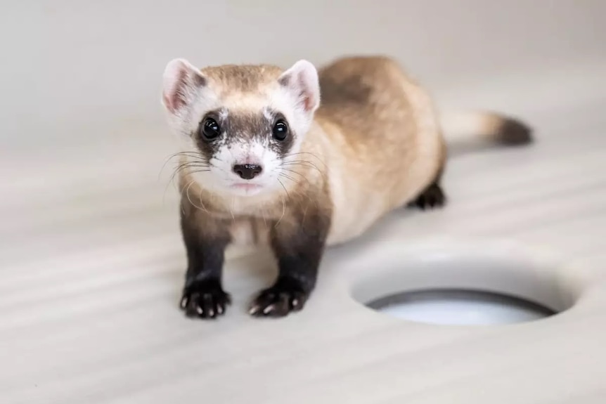 Black footed-ferret Noreen at the Black-footed Ferret Conservation Center in Colorado. LIttle creature with white face and black