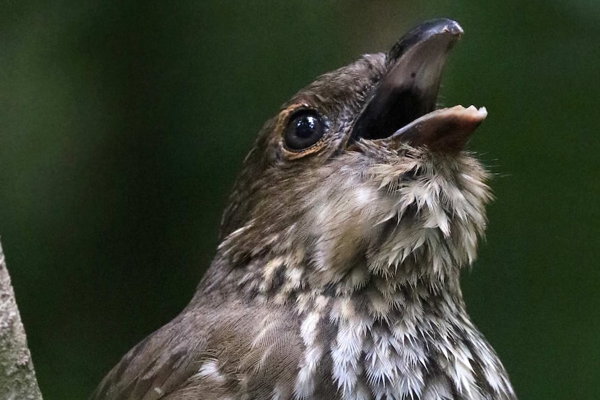 A detailed, close image of the face and open bill of a bowerbird.