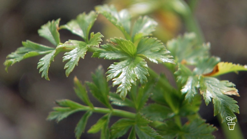 Close up of green-leafed herb