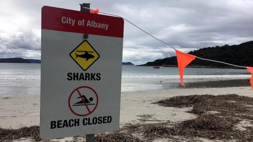 A sign on a beach reads "City of Albany, Sharks, Beach closed" with the beach in the background.