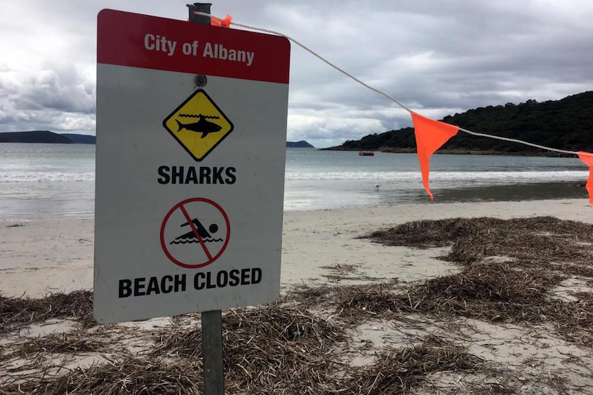 A sign on a beach reads "City of Albany, Sharks, Beach closed" with the beach in the background.