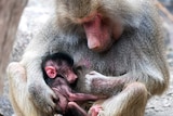Mother cuddles newborn baboon