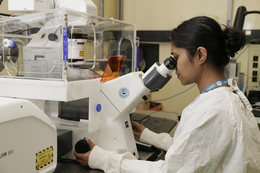 Female researcher looks through microscope
