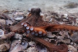 An octopus is seen on top of a bed of discarded scallop shells.