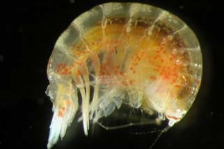 A small marine invertebrate shaped like a shrimp.