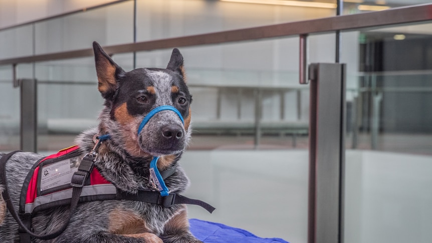 Roxy the service dog sitting high.