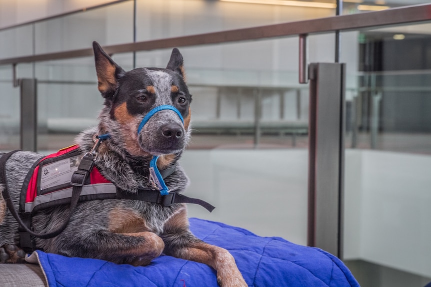 Roxy the service dog sitting high.