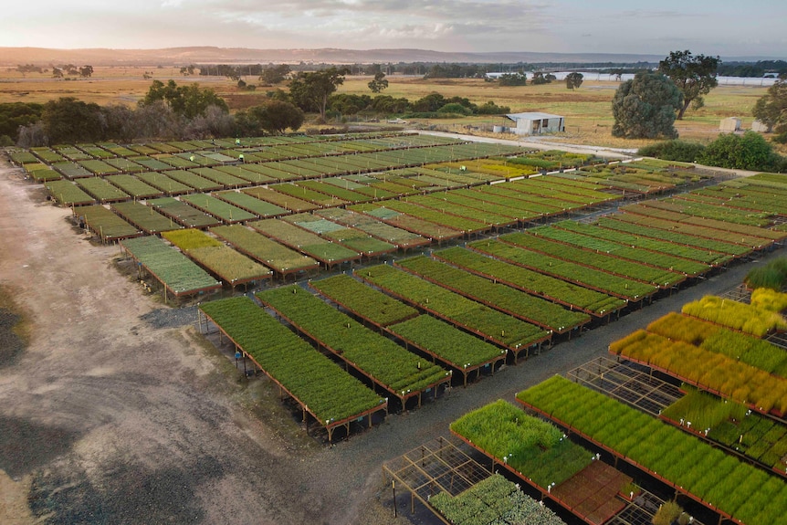 Tables of native seedlings photographed from the air. 