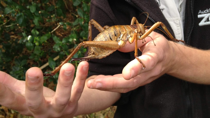 Giant Weta before release on Motuora Island