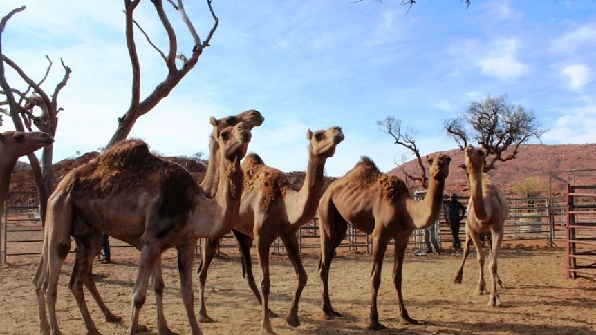 Feral camels mustered into yards in the APY lands.