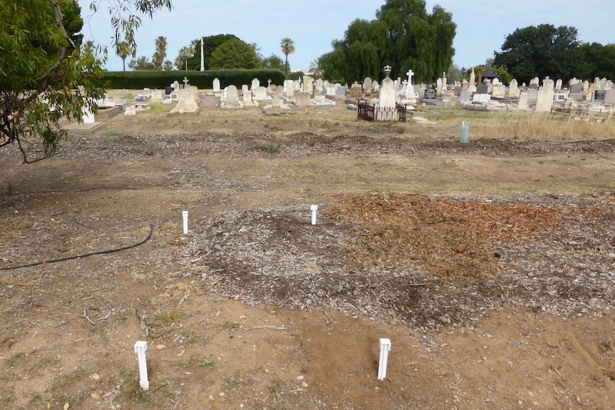 Unmarked graves in a cemetery.