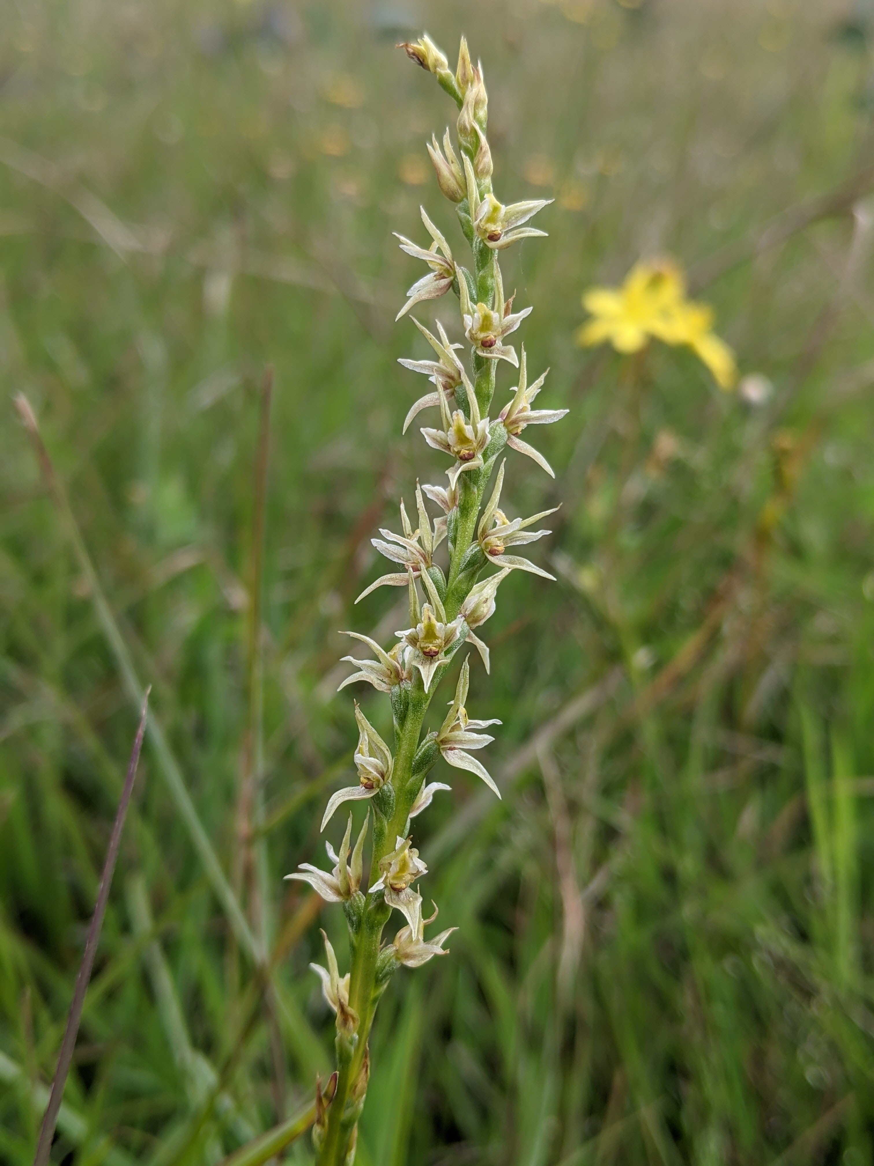 A slim tall orchid, with small white flowers.