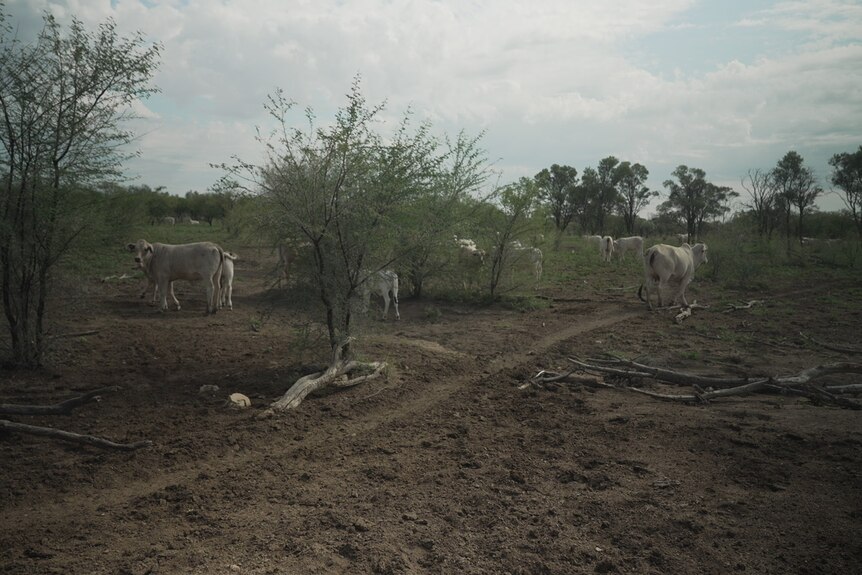 A group of white cows in the scrub.