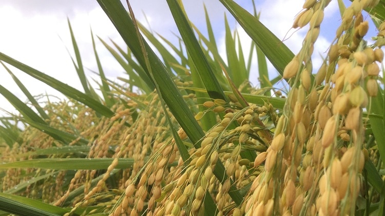 Close up of rice growing in a paddock in Lismore