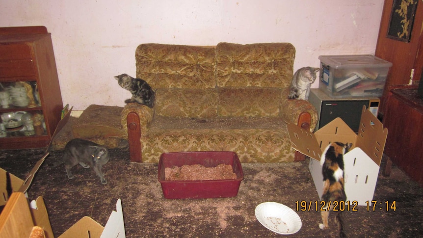 Cats roaming at a Maylands property