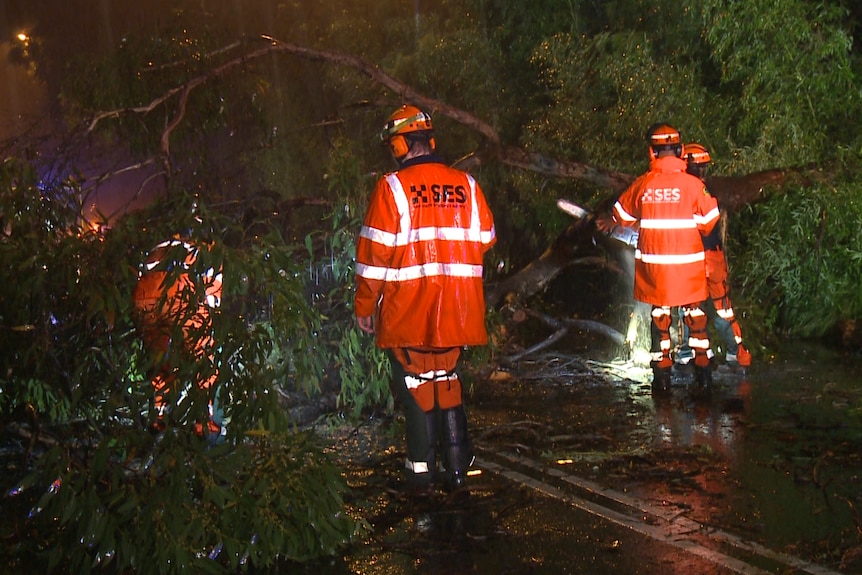 树木被洪水冲倒，救援人员在清理