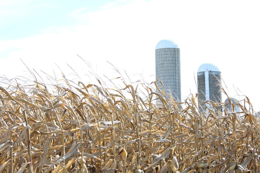 Unharvested corn in a field on a property in Ohio.