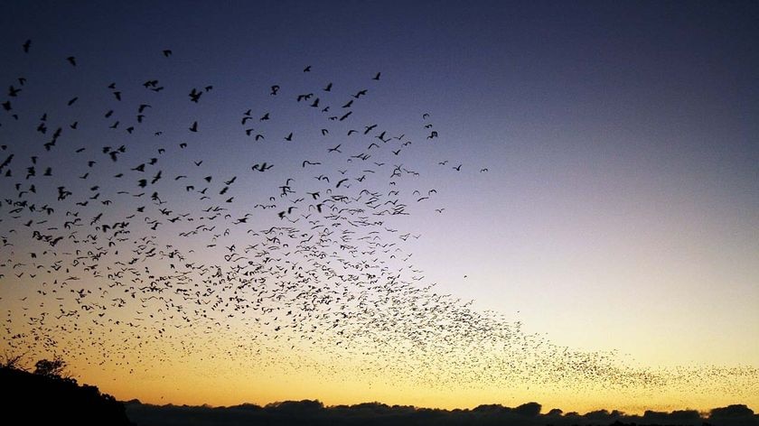Bats take to the sky at sunset in north Queensland