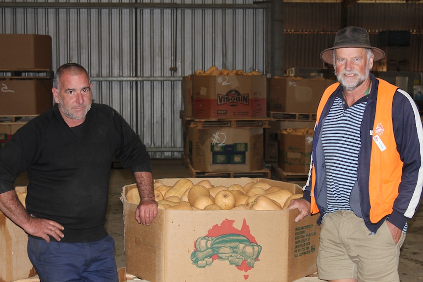 Farmer Ben Kelly with FoodShare volunteer Vic Citroen and a bin of butternut pumpkins