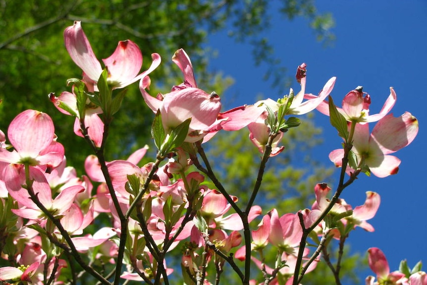 A dogwood tree in bloom.