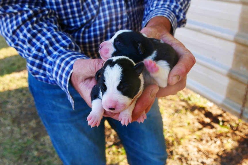 Two one-week-old border collie puppies.