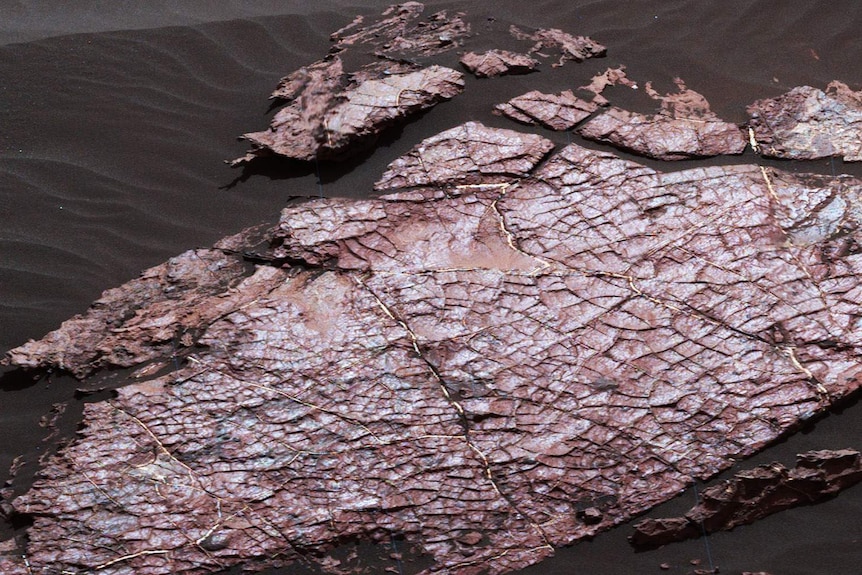 A rock on Mars showing a a honeycomb of little cracks that look like dried mud.