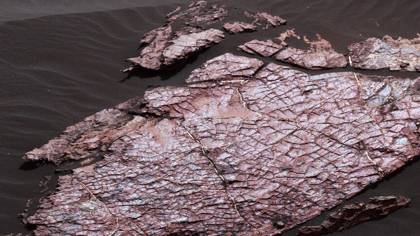 A rock on Mars showing a a honeycomb of little cracks that look like dried mud.