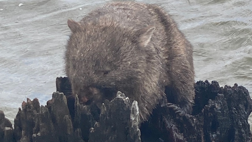 wombat on stump, surrounded by water 