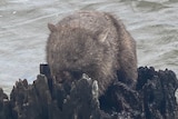 wombat on stump, surrounded by water 