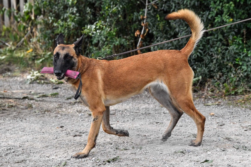 An Alsatian dog with a toy in its mouth