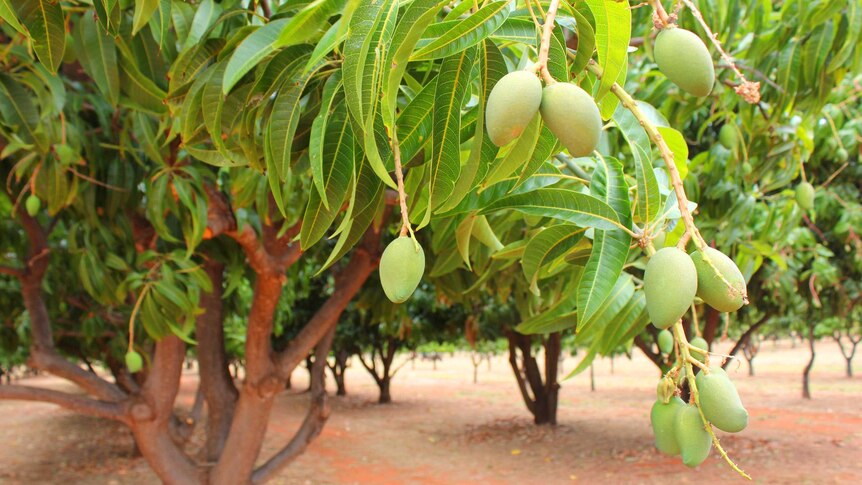 Unripe mangoes hanging off a tree branch