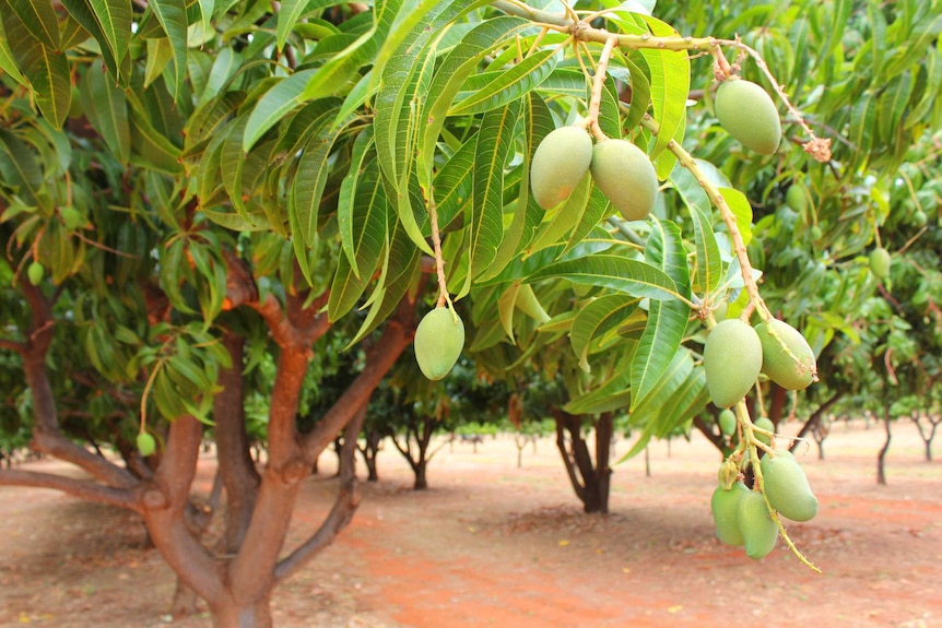 Unripe mangoes hanging off a tree branch
