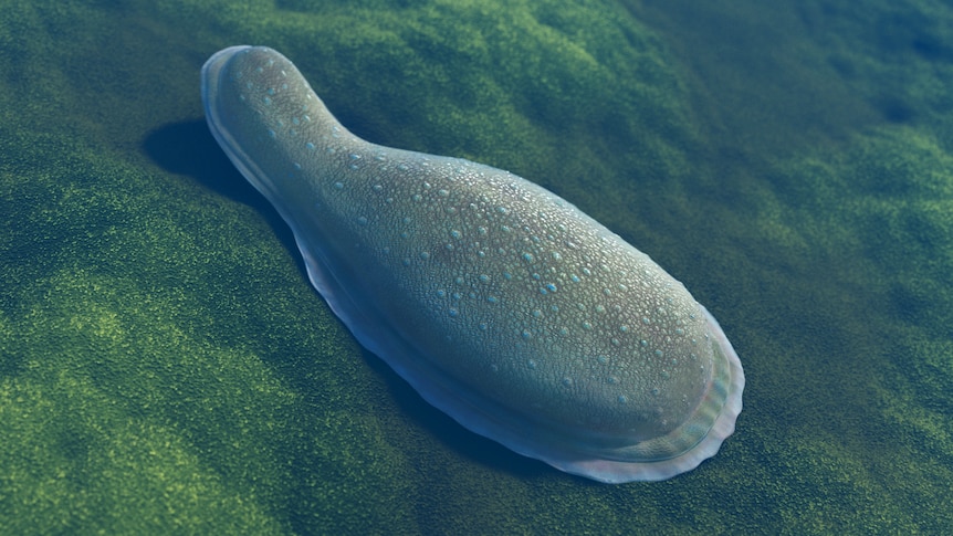 An artist's impression of Kimberella.