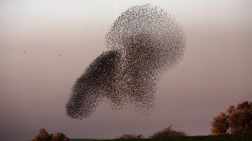 Starlings in northern Israel