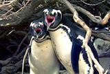 Two penguins hold each other