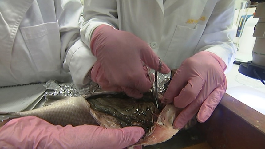Scientists from UNSW dissect a fish from Sydney's harbour to look for dangerous plastic particles known as microbeads.
