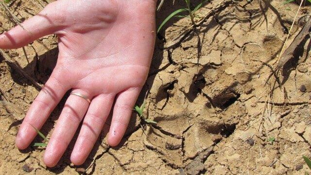 A wild dog track nearly as big as someone's hand.