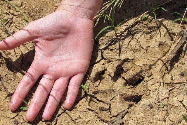 A wild dog track nearly as big as someone's hand.