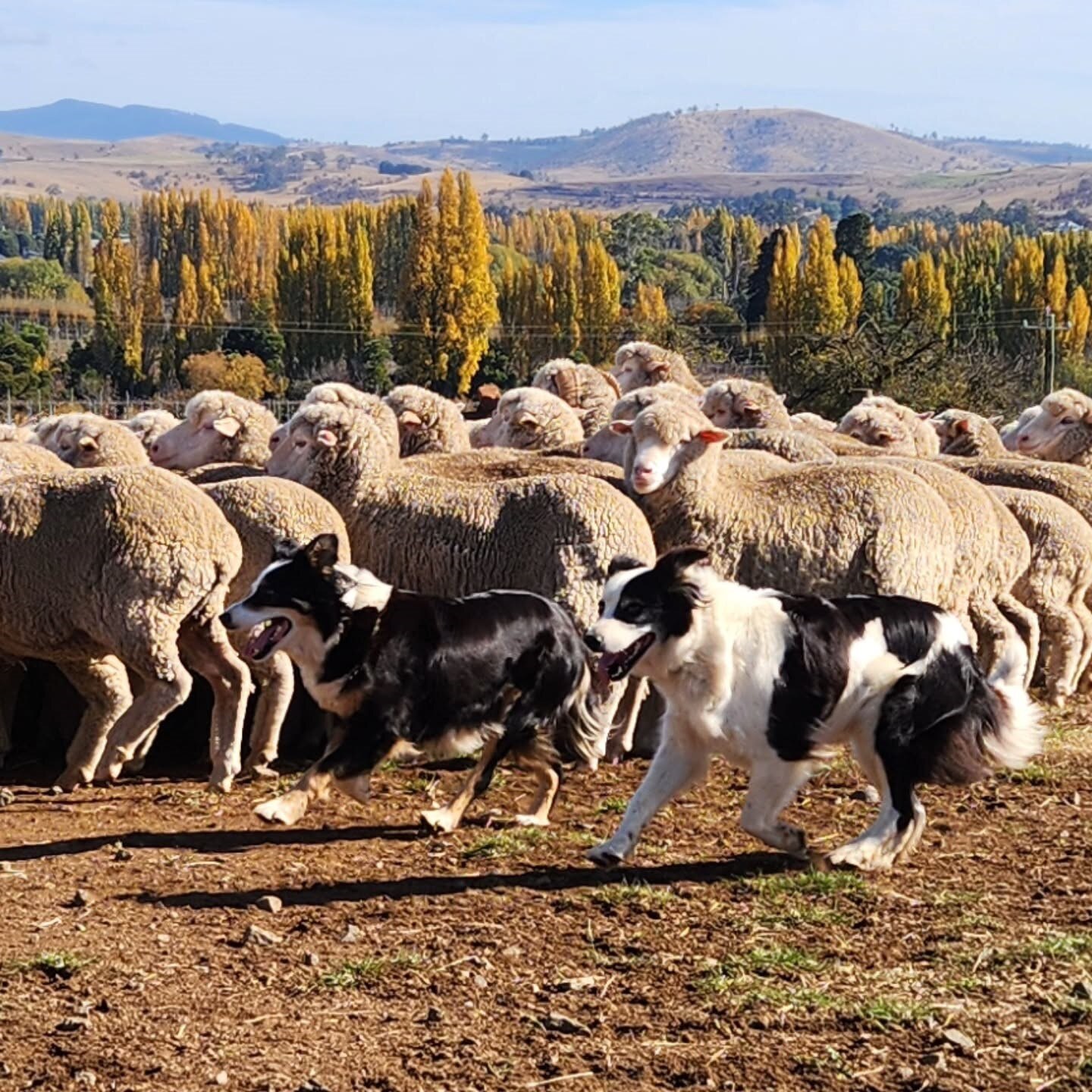 A lens legacy of Fi's Farm - ABC listen