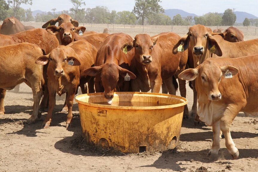 About a dozen cows stand around a big yellow tub filled with molasses and one is drinking from it.