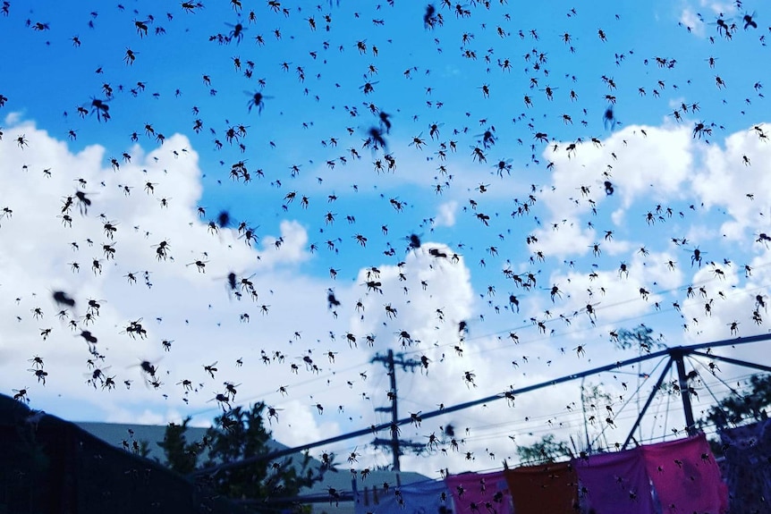 A swarm of native bees fly in the sky over a backyard hills hoist.