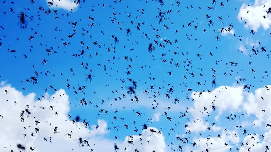 a swarm of native bees